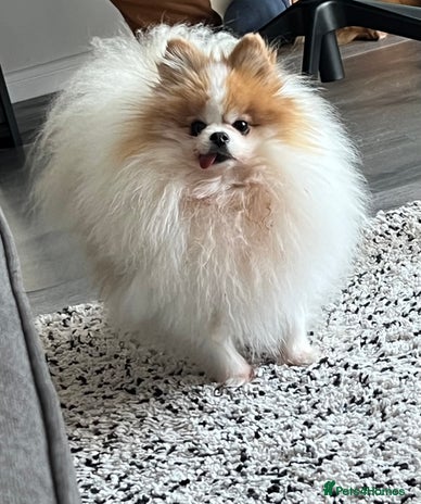 Pomeranian dogs Pomeranian for forever home - Advert 11
