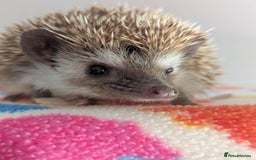 Pygmy Hedgehog rodents for sale: Gorgeous Hoglets!! AVAILABLE/REDUCED!!!! - Image 1