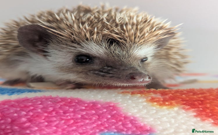 Pygmy Hedgehog rodents - Advert 8