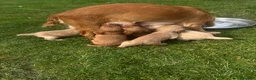 Cocker Spaniel dogs for sale: Working KC Cocker Spaniels   - Advert 4