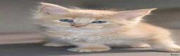 Maine Coon cats for sale: Pedigree Maine Coon Kittens  - Advert 6