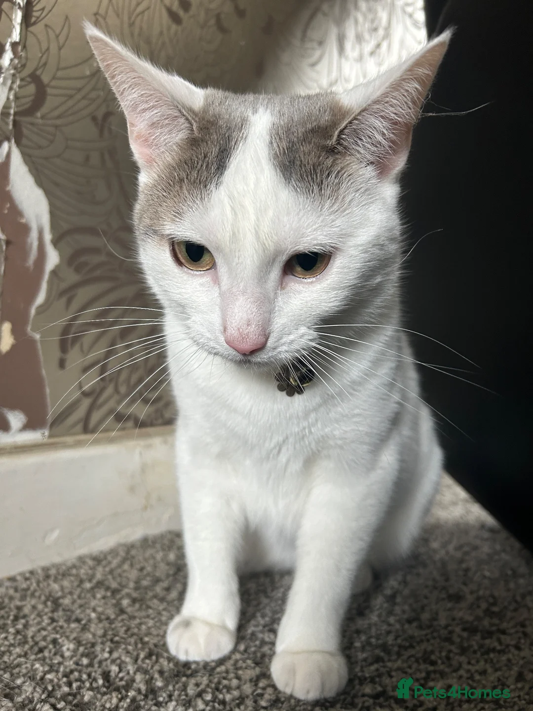 Mixed Breed cats for sale: Mother and daughter  in Brampton - Advert 7