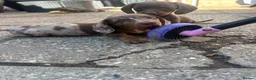 Miniature Dachshund dogs for sale: 4 miniature dachshund puppies  - Advert 10