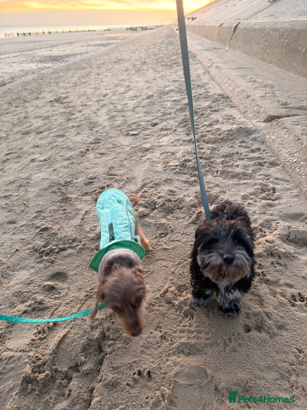 Doxiepoo dogs for sale: My 2 gorgeous Doxiepoo boys - Advert 2
