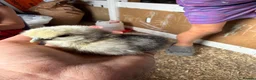 Chickens poultry for sale: 🐥🐣🥚USA Bearded silkies🐥Vorwerk🐥Brahmas🥚🐣🐥 - Advert 15