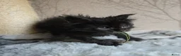 Maine Coon cats for sale: Stunning Black Smoke Boy - Advert 4