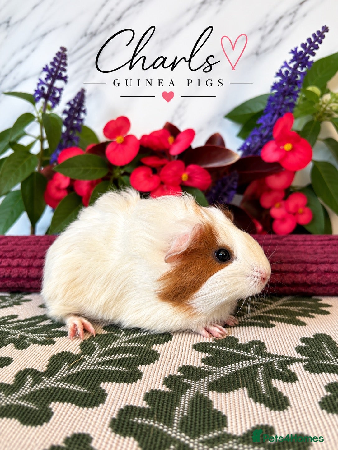 Guinea Pig rodents Lots of Female Guinea Pigs for sale  - Advert 2