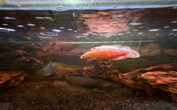 Cichlids fish for sale: 3 Oscars, 1 Cuban Cichlid - Image 5