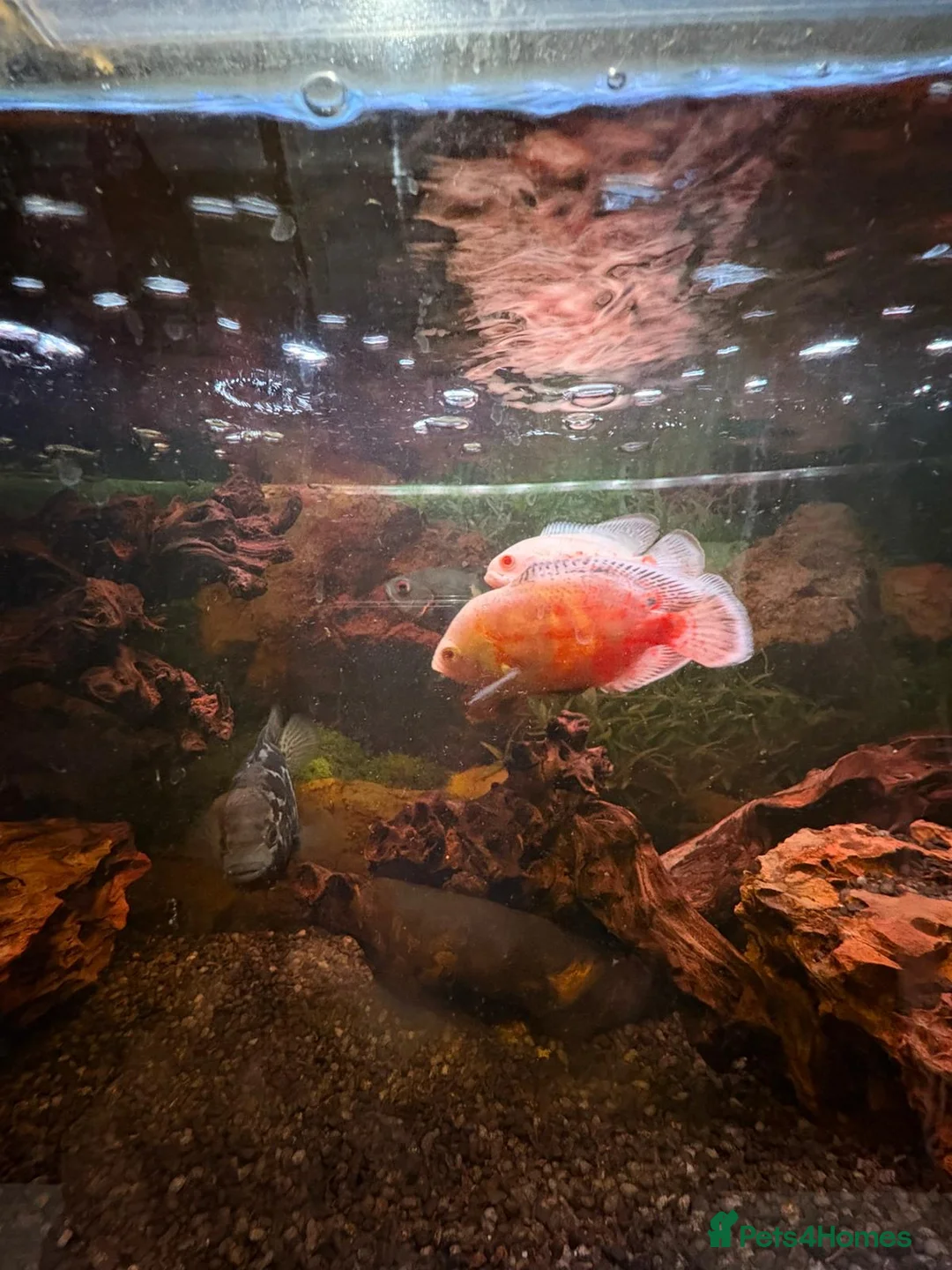 Cichlids fish for sale: 3 Oscars - Advert 5