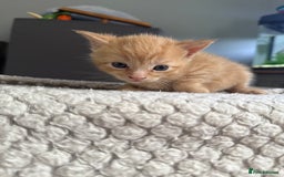 British Shorthair cats for sale: Tabby Cats  - Image 2