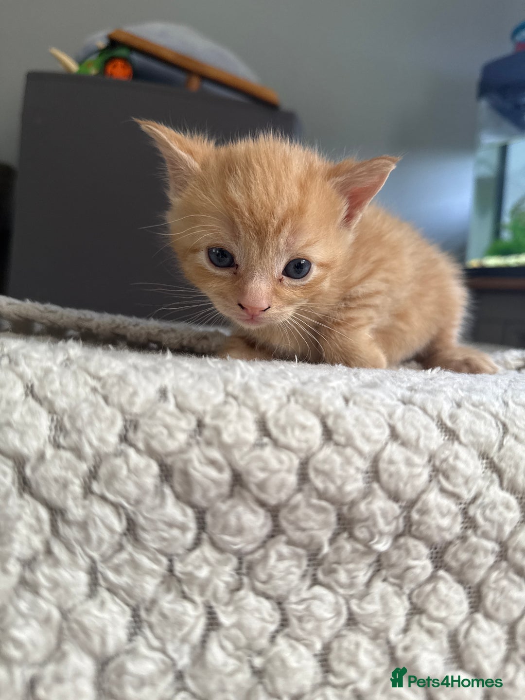 British Shorthair cats for sale: Tabby Cats  - Image 2