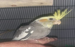 Cockatiels birds for sale: Deposit secures  - Image 5