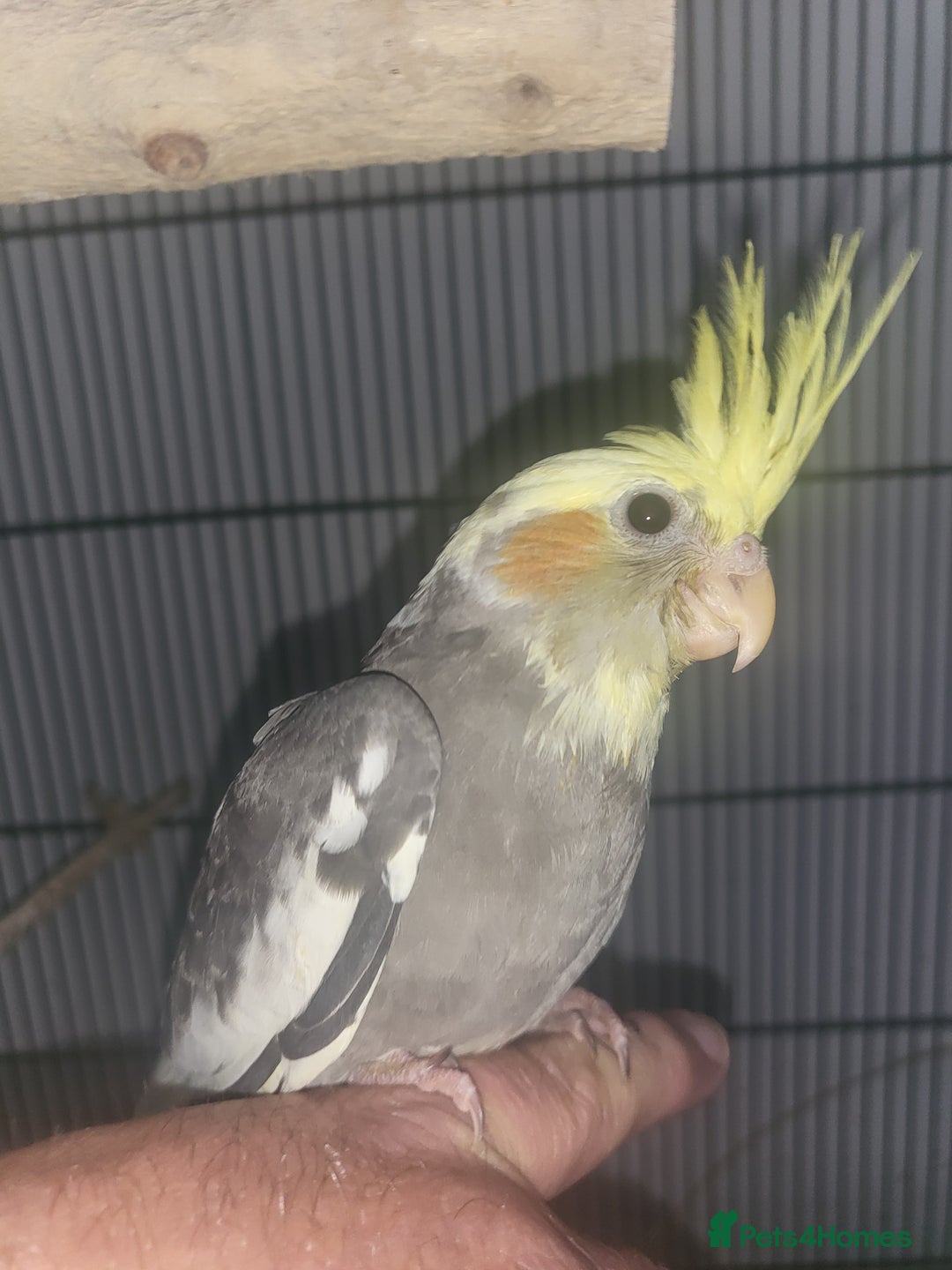 Cockatiels birds for sale: Deposit secures  - Image 5