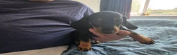Dachshund dogs for sale: Stunning Standard Smooth hair Dachshund Puppies. - Advert 10