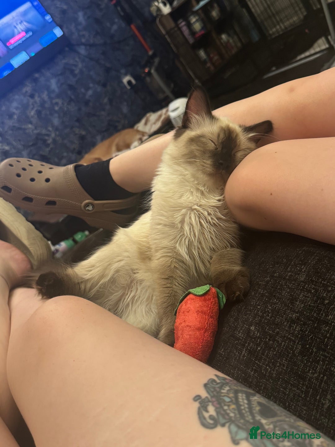 Ragdoll cats for sale: 6 month old chocolate seal point  - Image 3