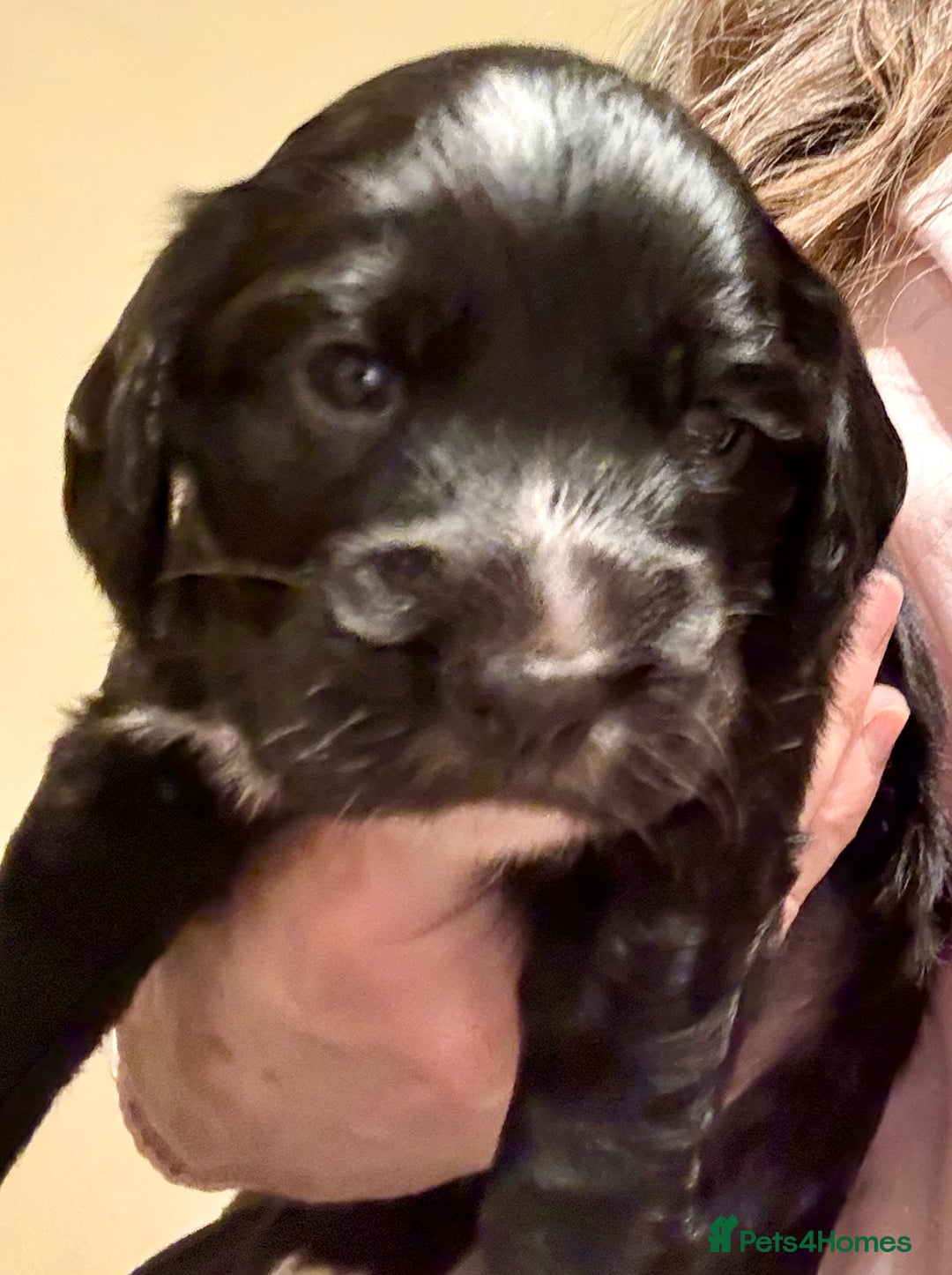 Cocker Spaniel dogs for sale: Gorgeous Cocker Spaniel Puppies - Advert 5
