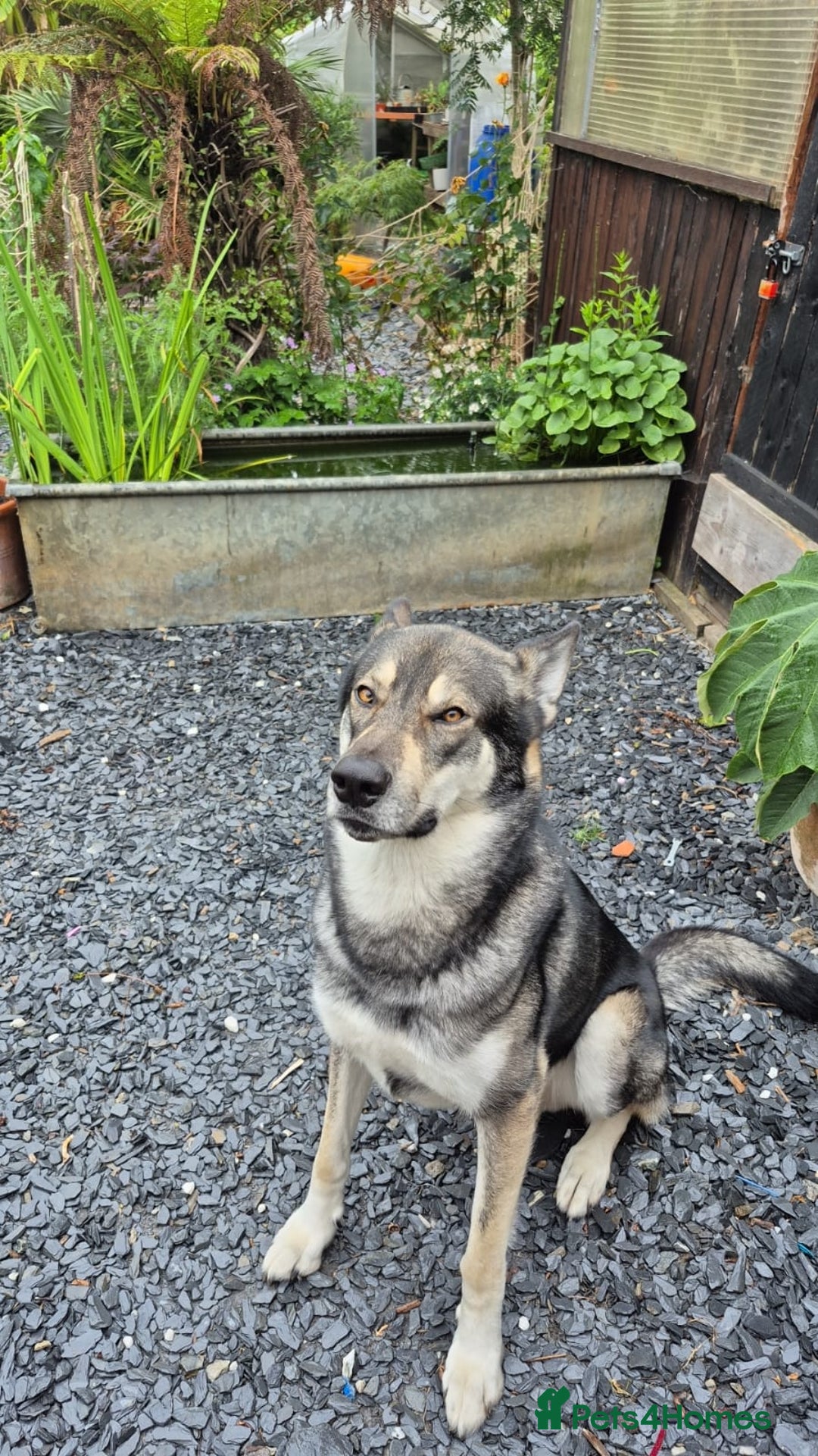 Mixed Breed dogs for sale: Wolf puppys for sale  - Advert 5