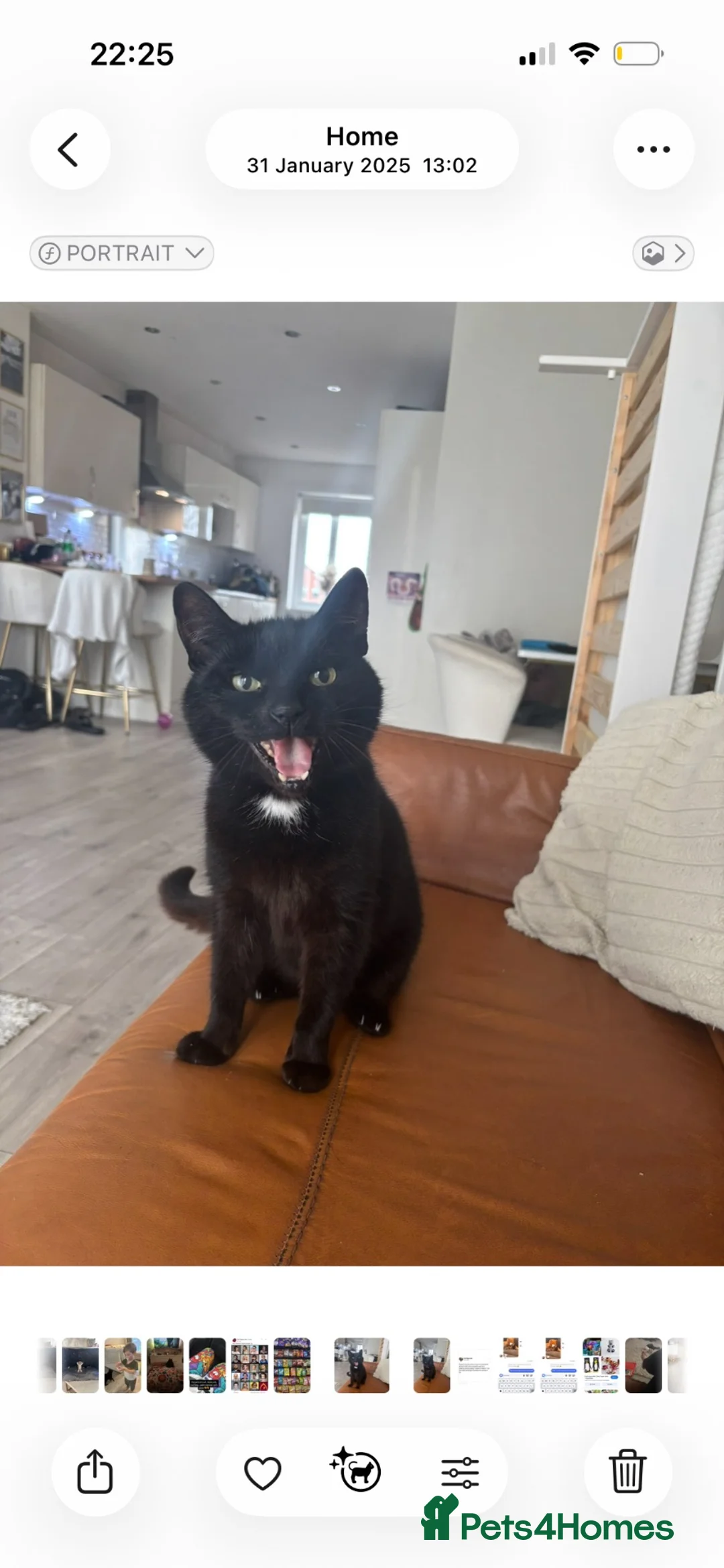 British Shorthair cats for sale: FREE Gorgeous loving Cat  - Advert 1