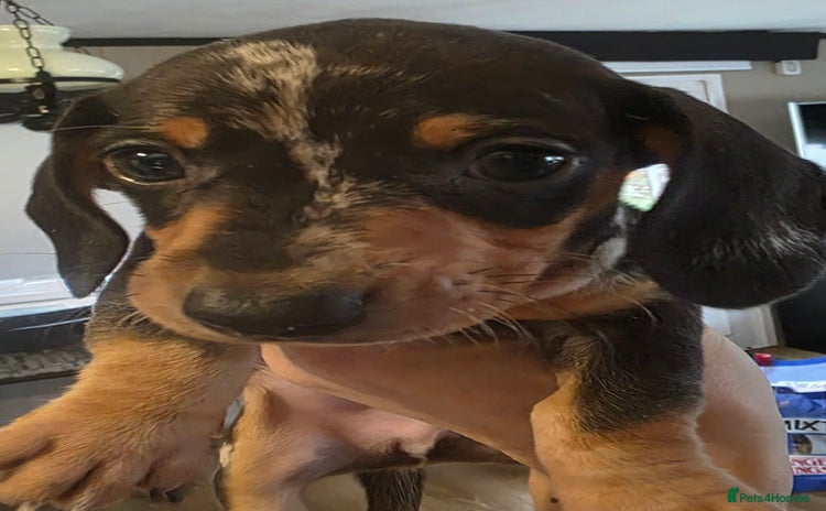 Miniature Dachshund dogs - Advert 13