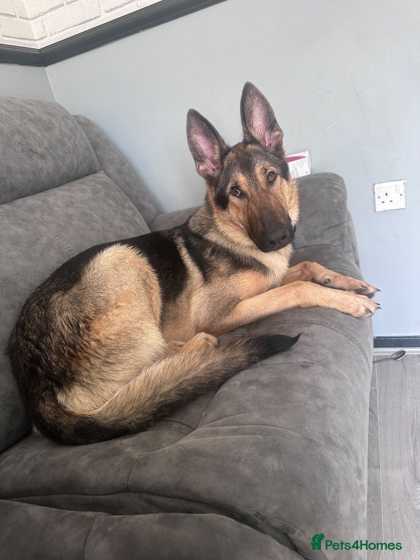 German Shepherd dogs 9 month old German shepherd  - Advert 2