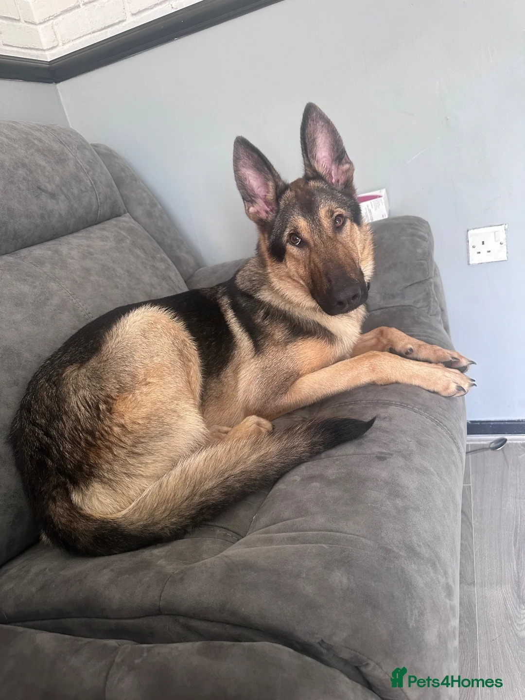 German Shepherd dogs for sale: 9 month old German shepherd  in Middlesbrough - Advert 1
