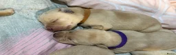 Labrador Retriever dogs for sale: Labrador puppies for sale  - Advert 4