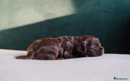 Cocker Spaniel dogs for sale: ✨ Showline Cocker Spaniel puppies for sale ✨ - Image 7
