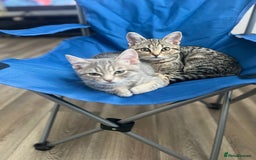 British Shorthair cats for sale: 2 Scottish Fold British Short Hairs - £50 Together - Image 1