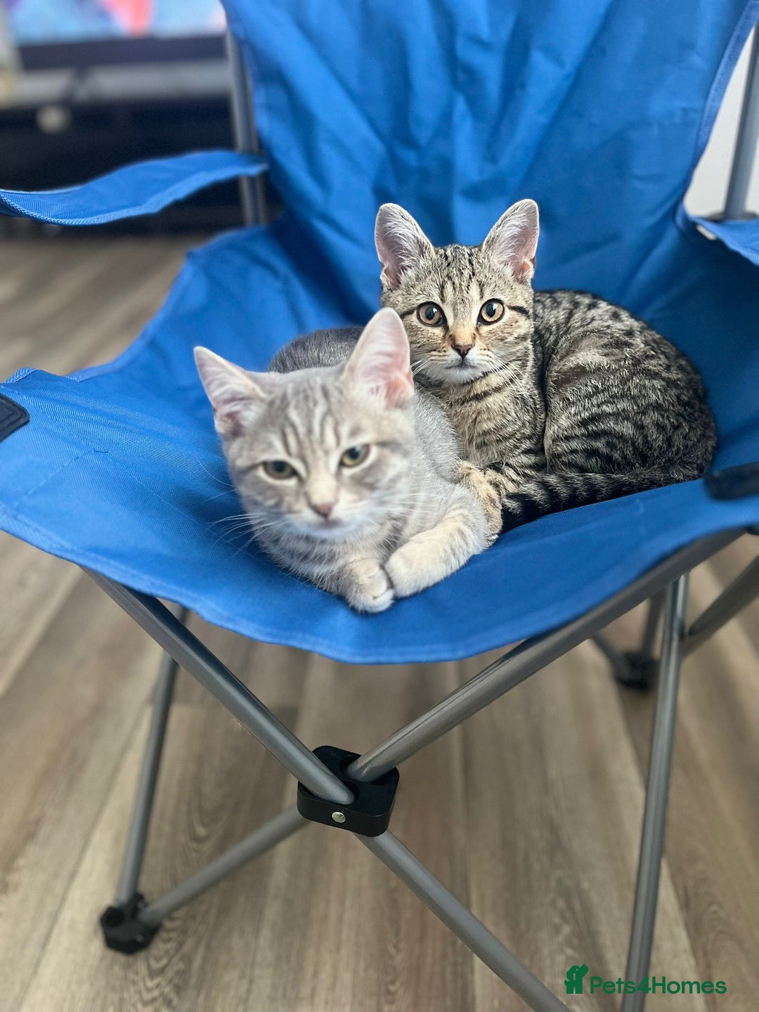 British Shorthair cats for sale: 2 Scottish Fold British Short Hairs - £50 Together - Image 1