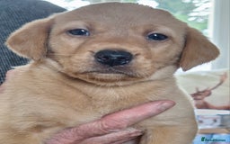 Labrador Retriever dogs for sale: Labrador Pups from Health Tested Parents. - Image 11