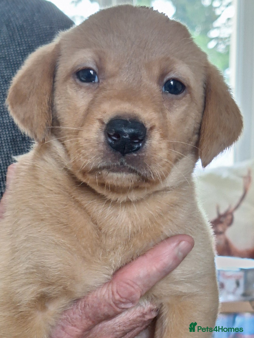 Labrador Retriever dogs for sale: Labrador Pups from Health Tested Parents. - Image 11