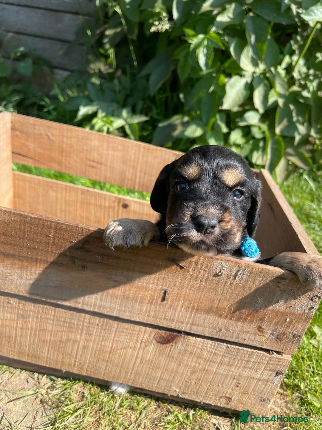 English Springer Spaniel dogs for sale: 🐾English Springer Spaniel Pups🐾 in Maidstone - Image 6
