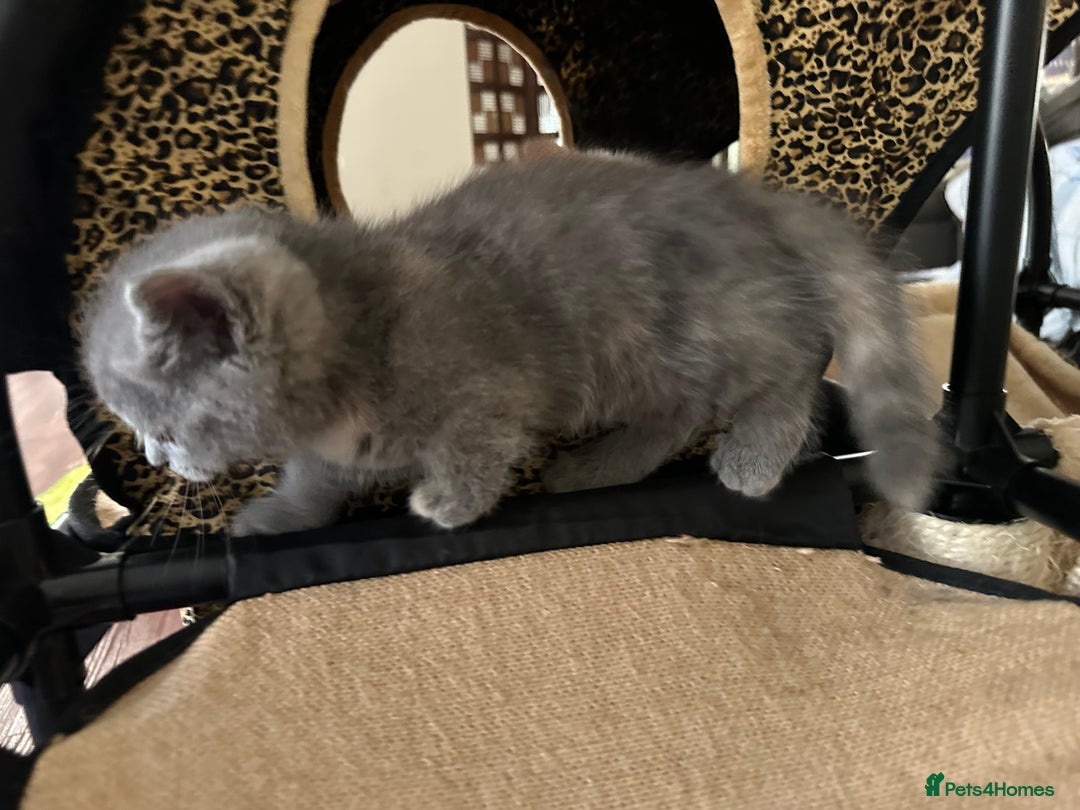 Munchkin cats for sale: Gorgeous cheeky little munchkin kittens available - Image 2