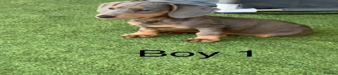 Miniature Dachshund Puppy 1