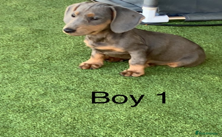 Miniature Dachshund dogs - Advert 3