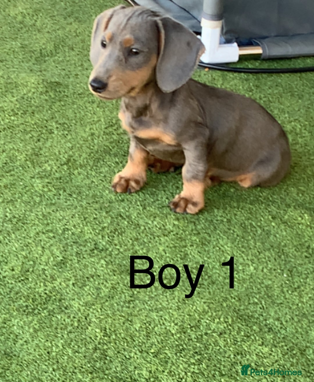 Miniature Dachshund dogs for sale: 2 Isabella miniature dachshund READY TO LEVE NOW  - Image 1