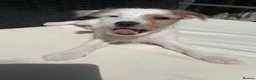 Jack Russell dogs for sale: Jack Russell puppies - Advert 5