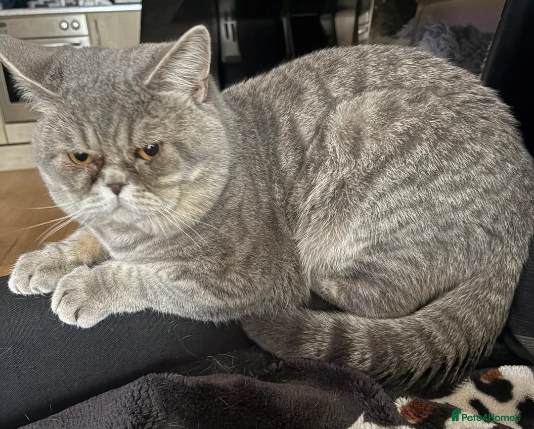 Mixed Breed cats for sale: Half British shorthair  - Advert 2