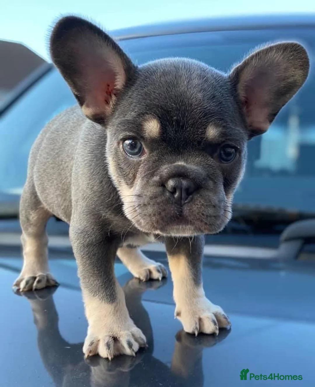 French Bulldog dogs for stud: BEAUTIFUL LILAC AND TAN FRENCH BULLDOG in Sunderland - Advert 40