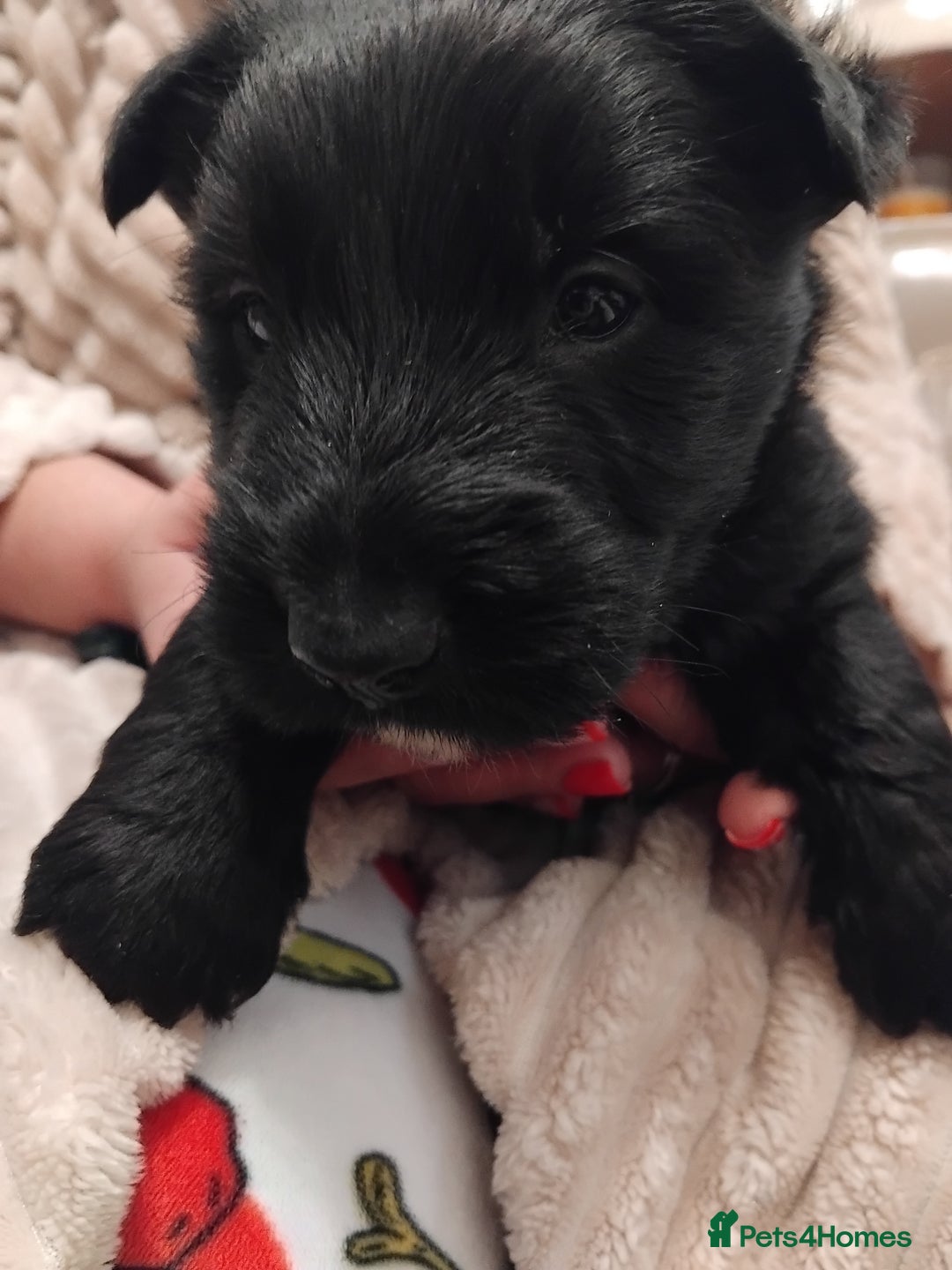 Scottish Terrier dogs for sale: Beautiful Scottish terrier puppies - Advert 16