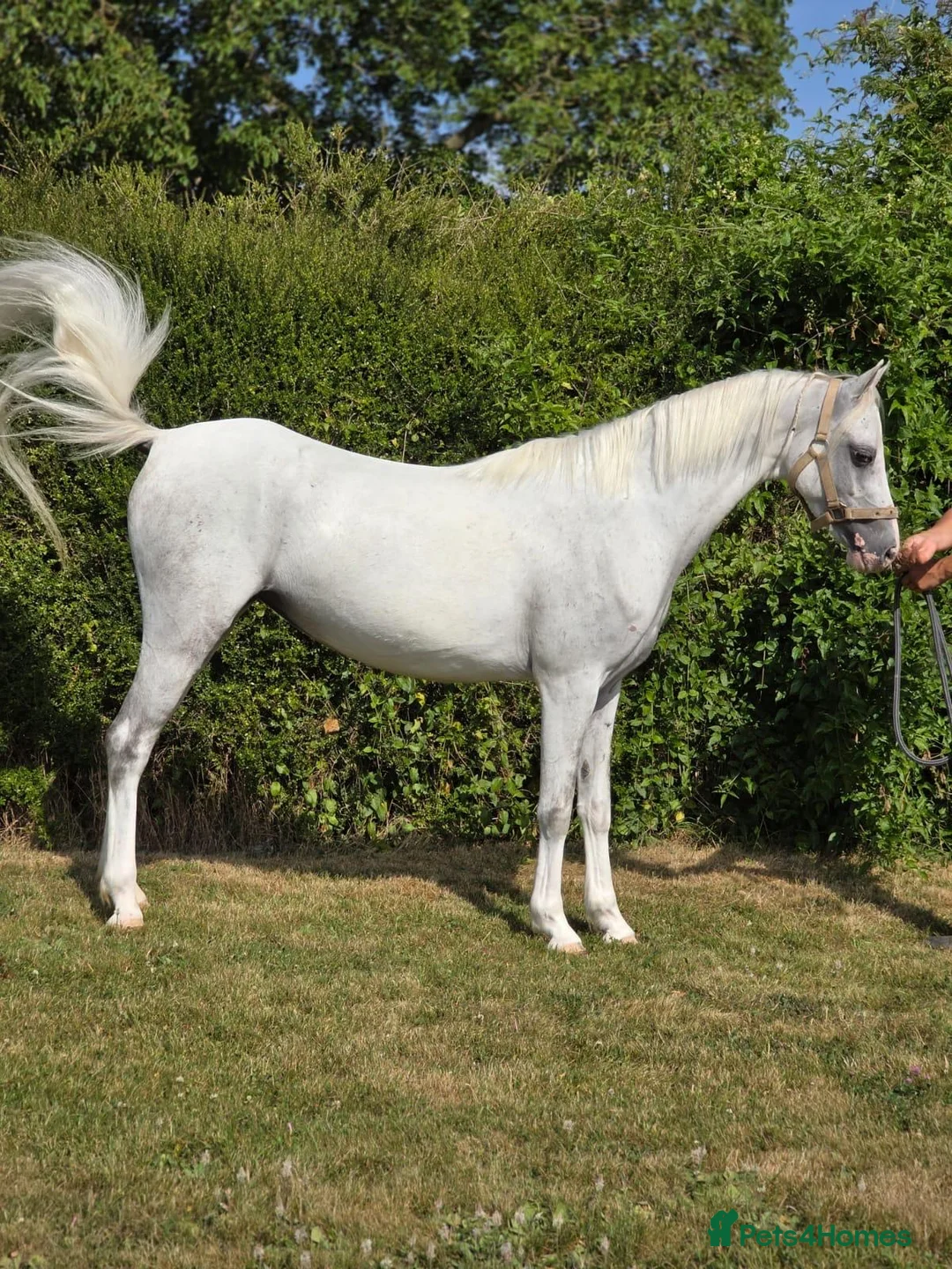 Welsh Section B horses for sale: 12.2 rising 6yo welsh sec b  - Advert 3