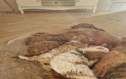 Cavapoo dogs for sale: Beautiful cavapoo puppies - Image 8