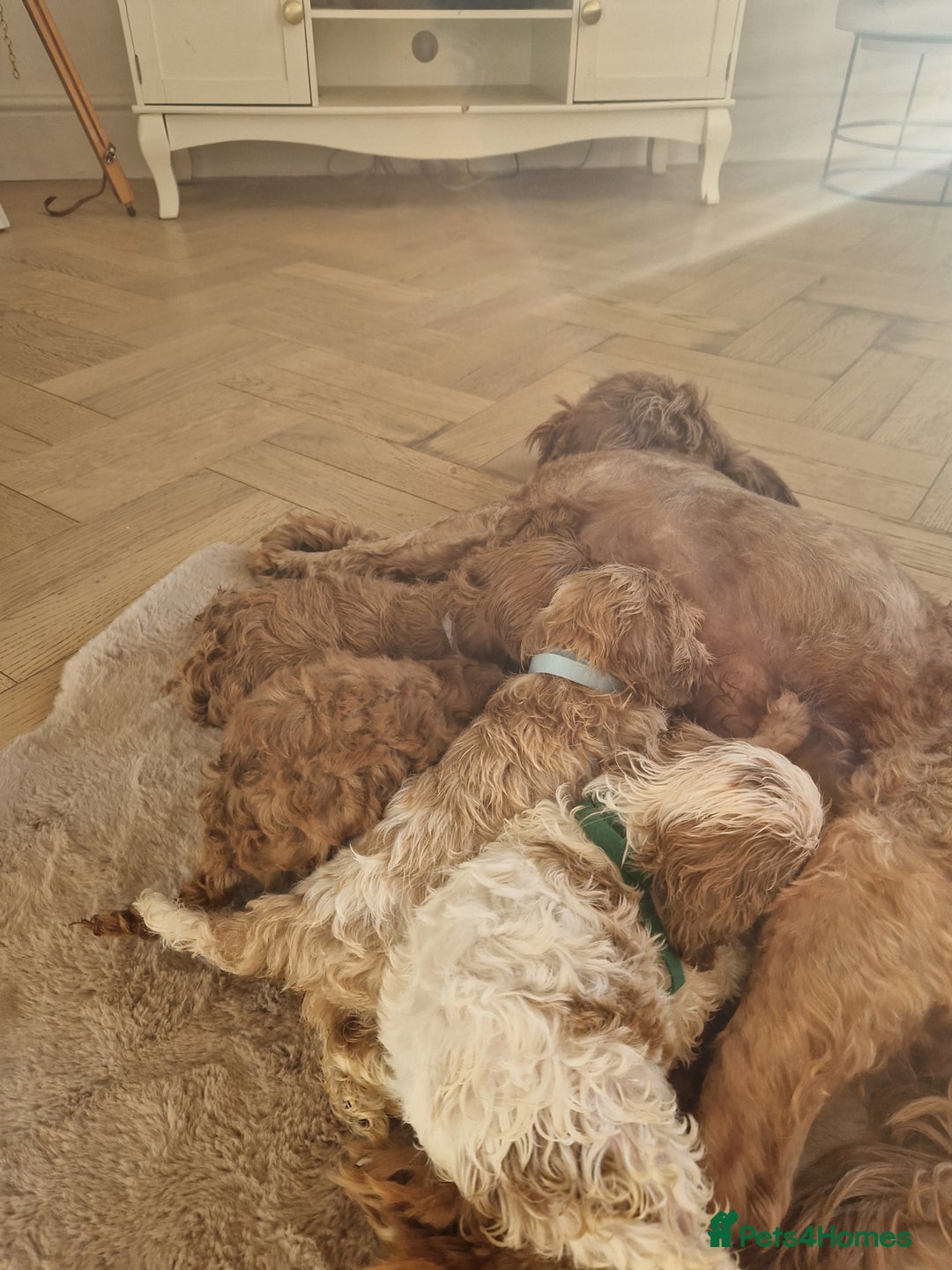 Cavapoo dogs for sale: Beautiful cavapoo puppies - Image 8