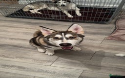 Siberian Husky dogs for stud: STUD! - Image 2