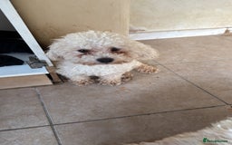 Mixed Breed dogs for sale: Louis and Hugo  - Image 4