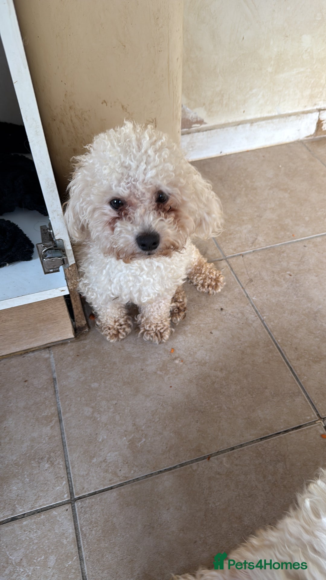 Mixed Breed dogs for sale: Louis and Hugo  - Image 4