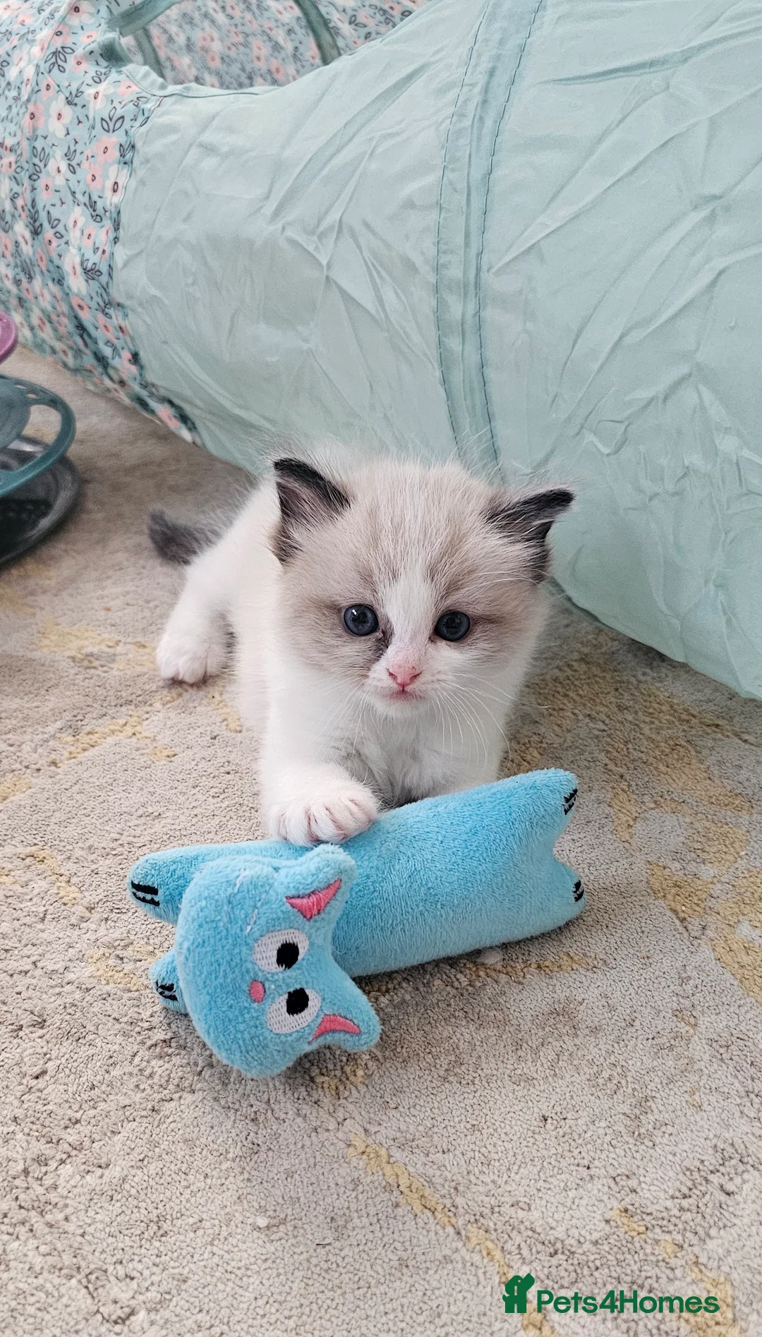 Ragdoll cats for sale: Purebred Pedigree Ragdoll kittens - Advert 14