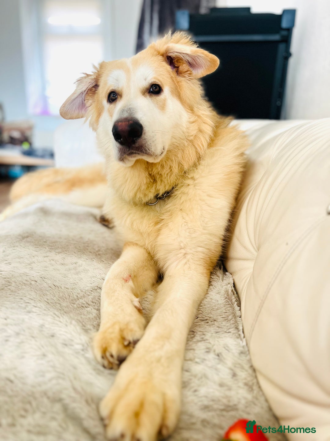 German Shepherd dogs for sale: long haired white sable boy  in Porthcawl - Image 1