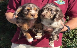Cocker Spaniel dogs for sale: Whitchurch, Shropshire. Cocker Spaniel Puppies - Image 17