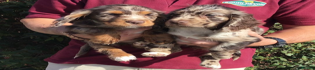 Cocker Spaniel Puppy 6